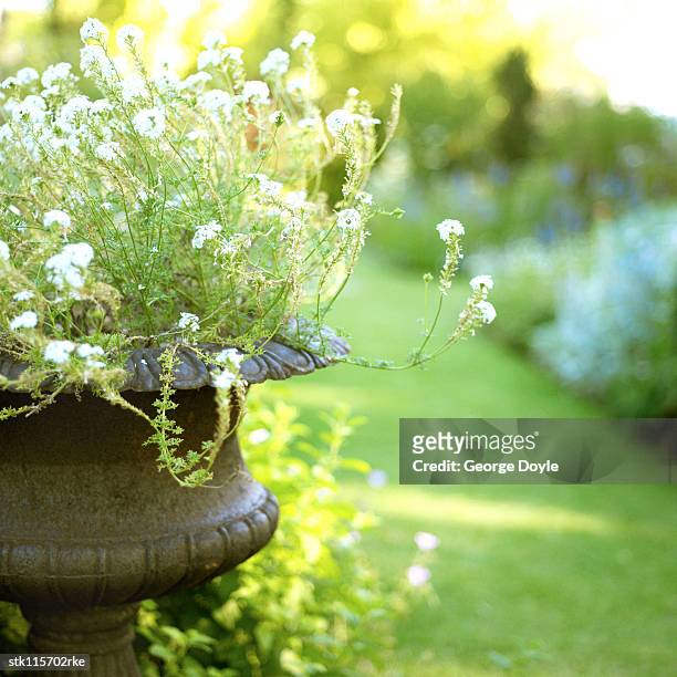 a ornamental potted plant - temperate flower imagens e fotografias de stock