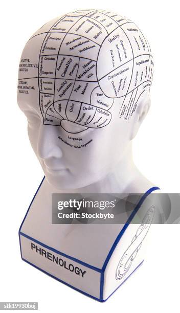 high angle view of a bust marked with medical terms - phrenology head stock pictures, royalty-free photos & images