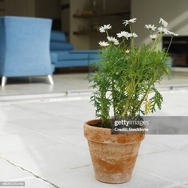 close up view of a house plant - kellyanne conway speaks to morning shows from front lawn of white house stockfoto's en -beelden