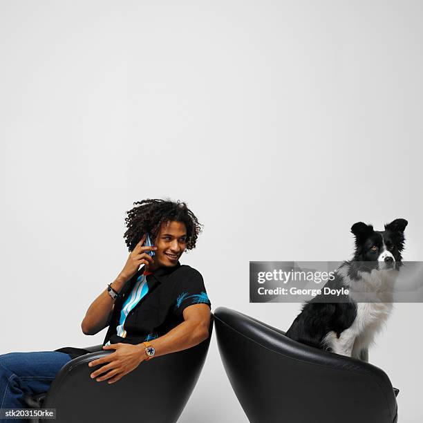 man sitting in a chair talking on a mobile phone and shepherd dog sitting in another chair - aother stock pictures, royalty-free photos & images