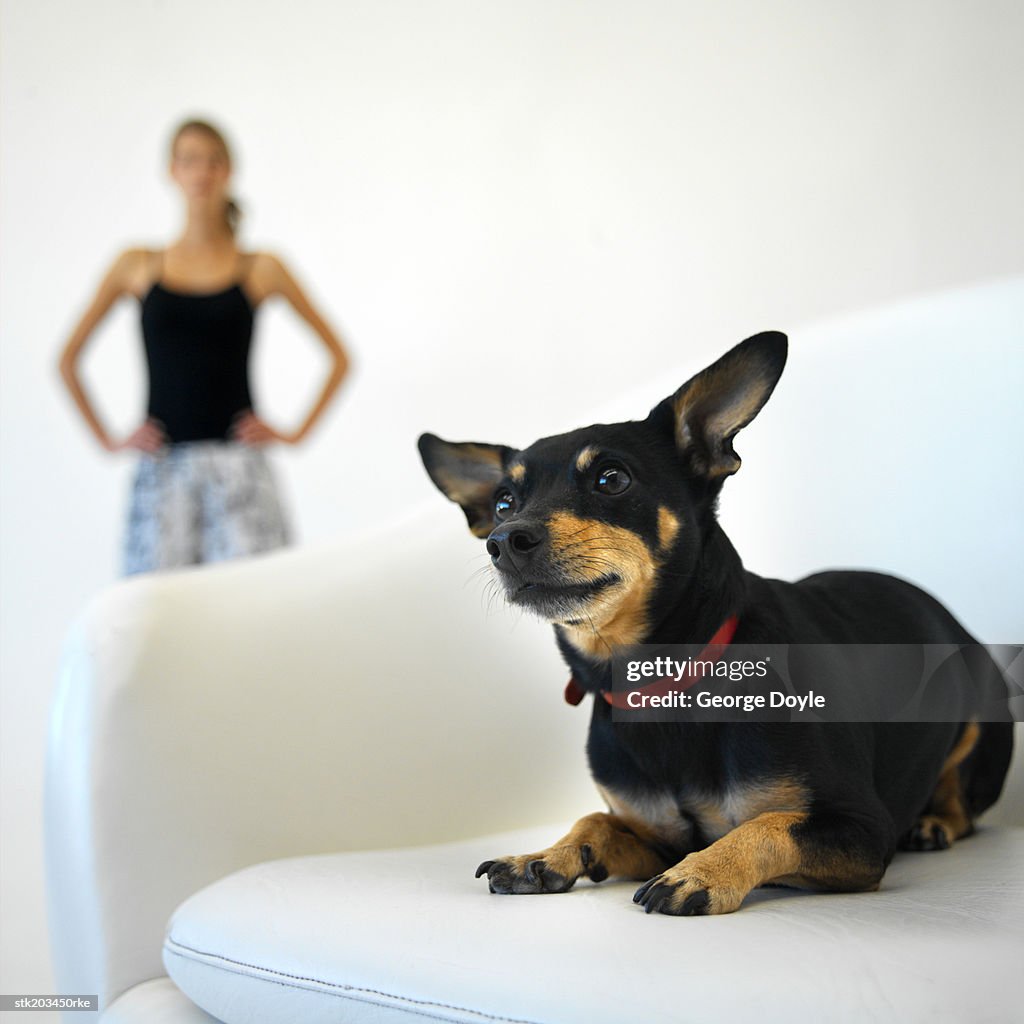 English toy terrier in the foreground and young woman standing in the background