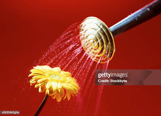 close-up of watering spraying from a watering can on a flower - temperate flower imagens e fotografias de stock