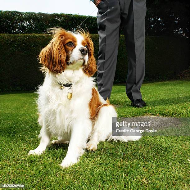 cavalier king charles spaniel in the foreground and low section view of a man's legs in the background - the king stock pictures, royalty-free photos & images