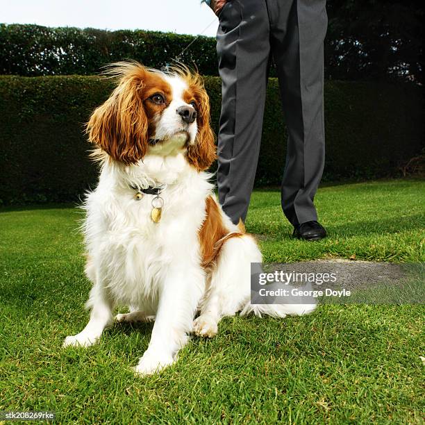 cavalier king charles spaniel in the foreground and low section view of a man's legs in the background - cavalier king charles spaniel 個照片及圖片檔