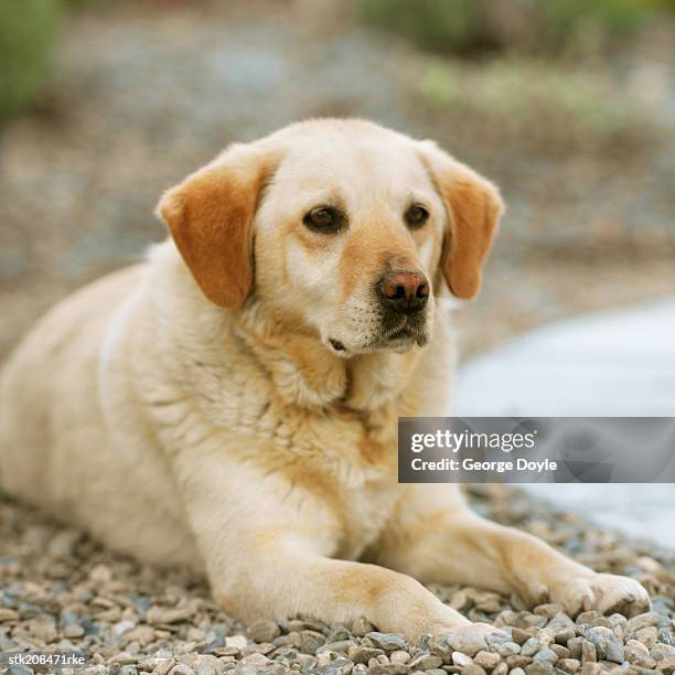 George Busch Labrador 3,335 George Breed Stock Photos, High-Res Pictures, and Images - Getty ...