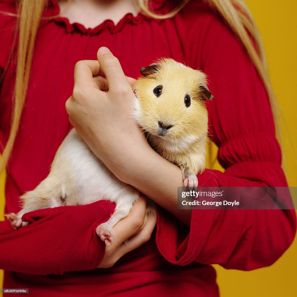 Close up mid section view of a girl holding a gerbil