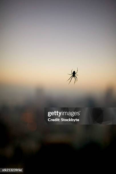 close up view of spider on a web - arachnid stockfoto's en -beelden