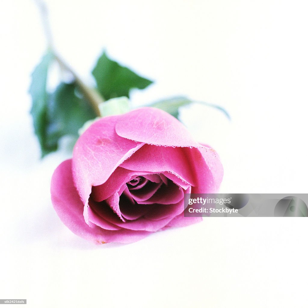Single Rse Flower Single Pink Rose Flower