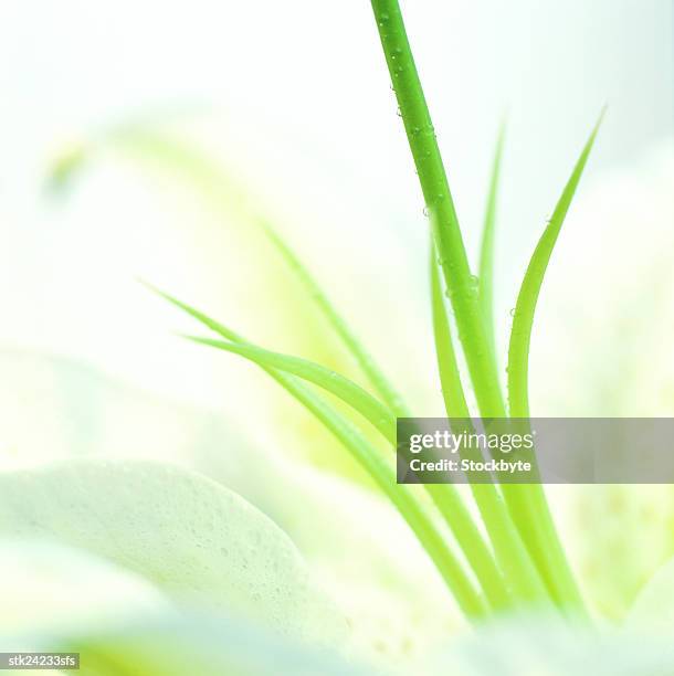 close-up of stamens on a white tiger lily - lily family stockfoto's en -beelden