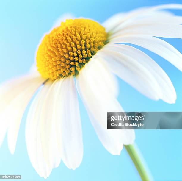 close-up of a white daisy - temperate flower stockfoto's en -beelden