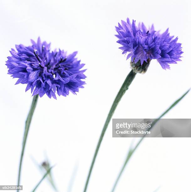 close-up of blue cornflowers - temperate flower imagens e fotografias de stock