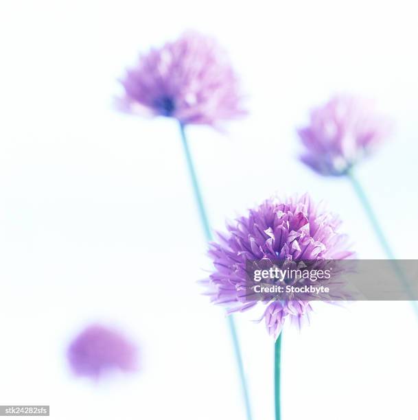 close-up of a blue allium - lily family stock pictures, royalty-free photos & images