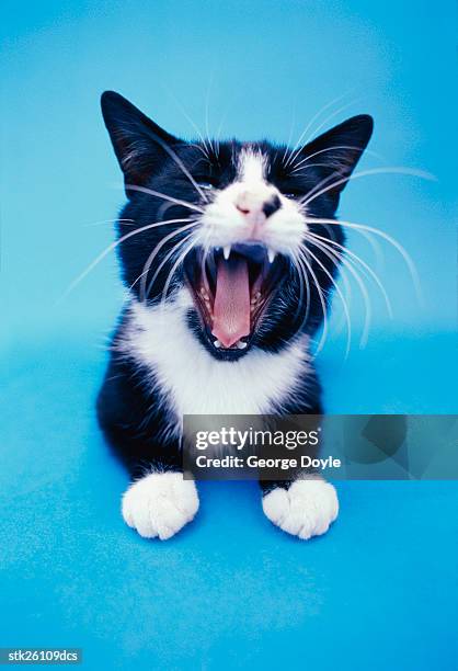 shot of a kitten yawning - langue-des-animaux photos et images de collection