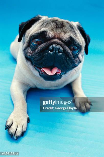 portrait of a pug dog - animal tongue stock pictures, royalty-free photos & images