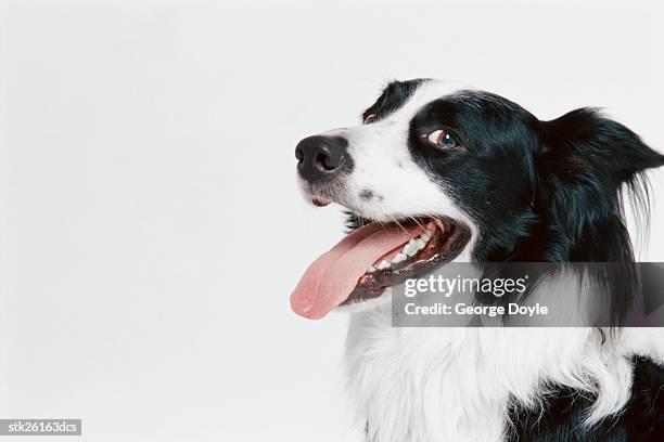 side view of a border collie - djurtunga bildbanksfoton och bilder