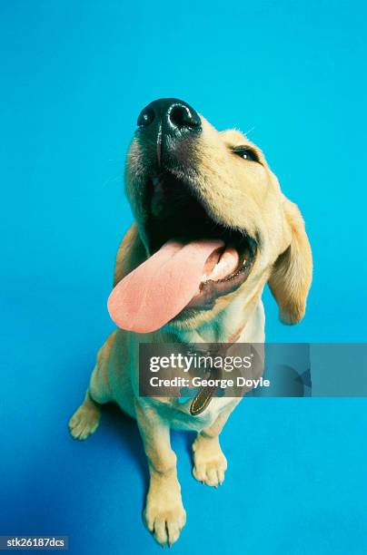 close-up of a labrador retriever looking up - langue-des-animaux photos et images de collection