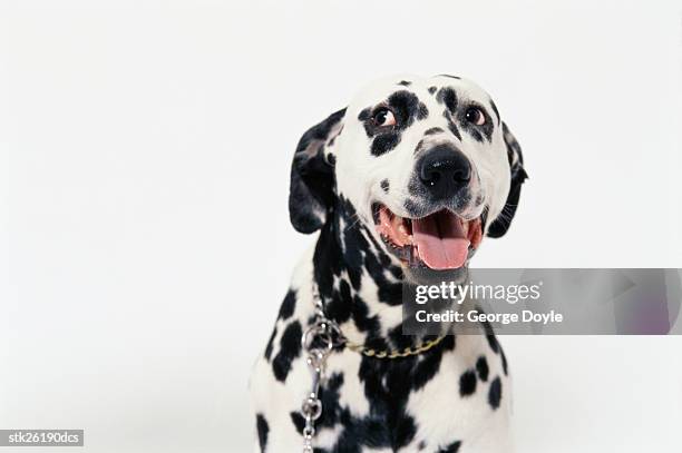 portrait of a dalmatian - djurtunga bildbanksfoton och bilder