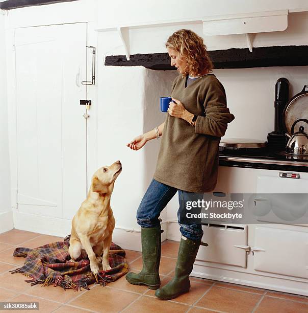 side profile of a woman feeding a treat to a dog in the kitchen - rain boots stock pictures, royalty-free photos & images