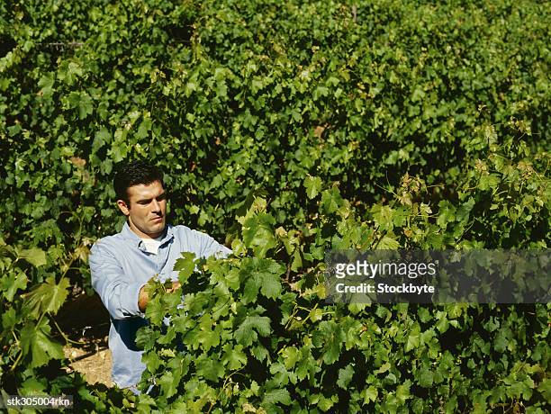 young man examining plant in a vineyard - cut out ストックフォトと画像