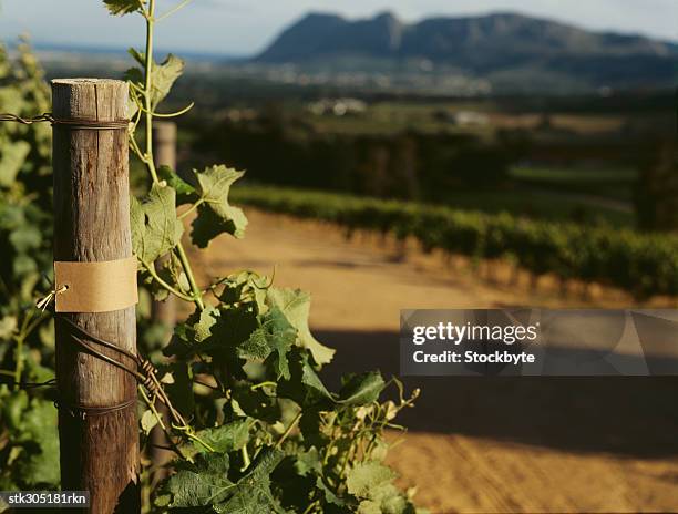 close-up of a wooden post in a vineyard - merlot grape stock pictures, royalty-free photos & images
