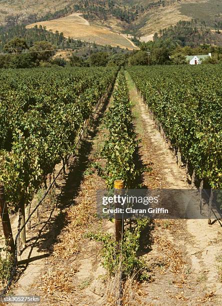 high angle view of a vineyard - plant stage stock pictures, royalty-free photos & images