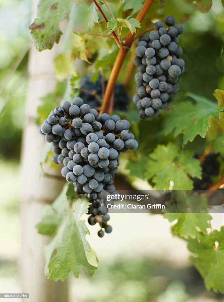 Close-up of bunch of grapes in a vineyard