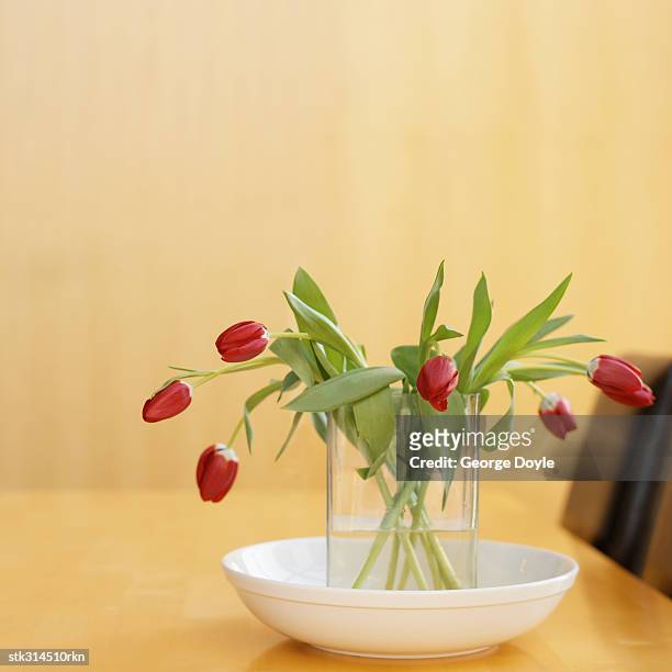 close-up of red tulips in a vase - lily family photos et images de collection