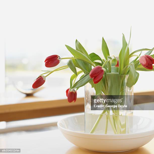 close-up of red tulips in a vase - lily family stockfoto's en -beelden