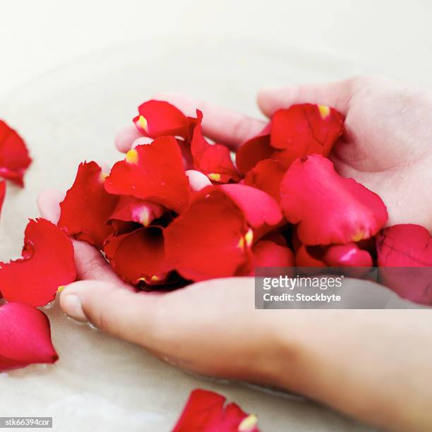 woman's hand holding red rose petals in bowl of water - tony curtis in person at the film forum to present screenings of sweet smell stockfoto's en -beelden