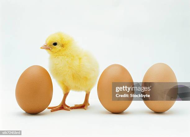 close-up of a chicken standing between whole eggs - between stock-fotos und bilder