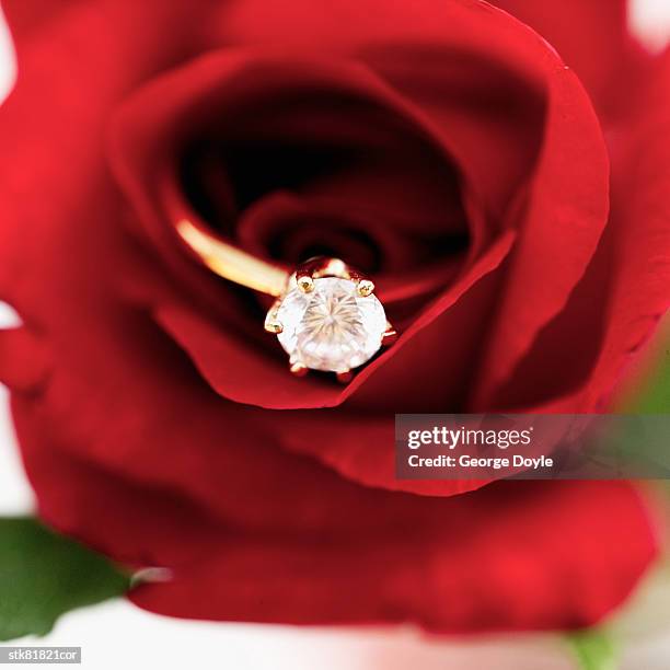 close-up of an engagement ring inside a red rose - rosaceae stock pictures, royalty-free photos & images