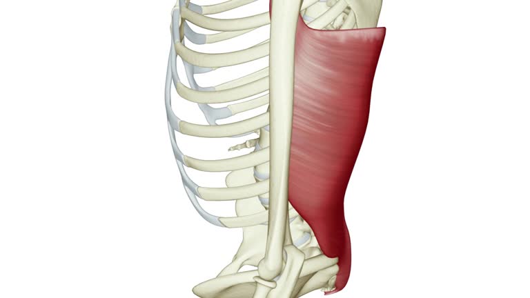 68 Latissimus Dorsi Videos and HD Footage - Getty Images 68 Latissimus Dorsi Videos and HD Footage - Getty Images