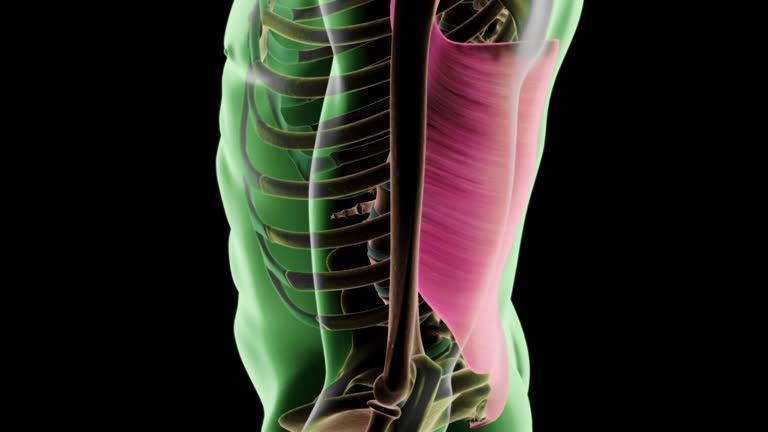 68 Latissimus Dorsi Videos and HD Footage - Getty Images 68 Latissimus Dorsi Videos and HD Footage - Getty Images
