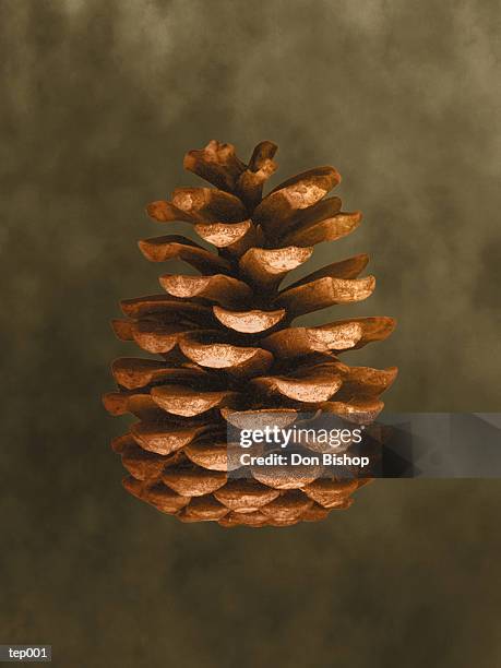 illustrations, cliparts, dessins animés et icônes de pine cone - étape de végétation