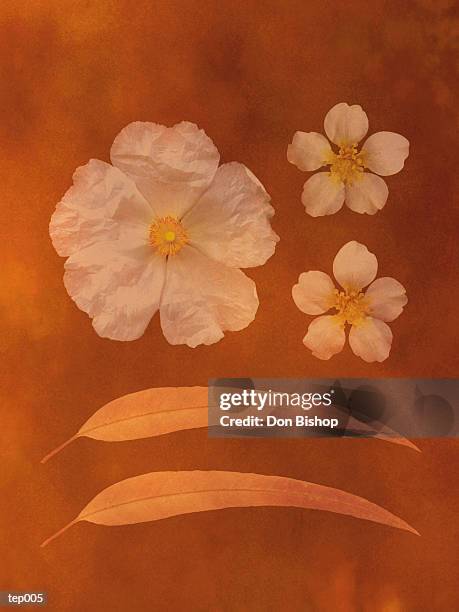 flowers & leaves - ranunculales stock illustrations