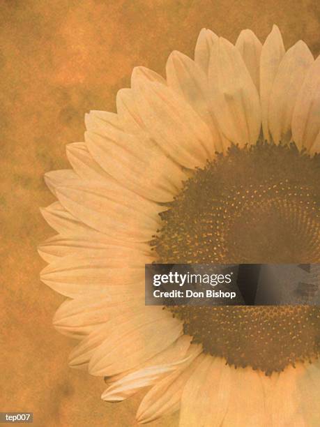 illustrations, cliparts, dessins animés et icônes de yellow sunflower - étape de végétation