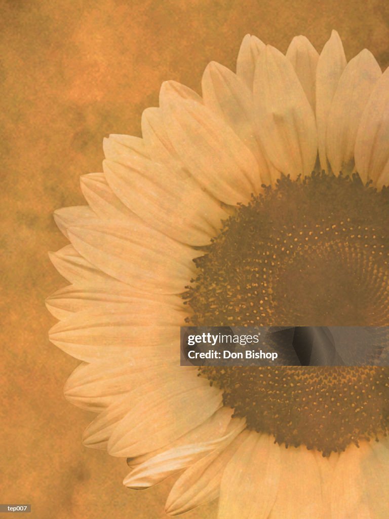 Yellow Sunflower