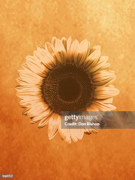 sunflower - temperate flower stock illustrations