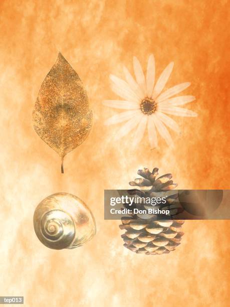 illustrations, cliparts, dessins animés et icônes de natural objects - étape de végétation