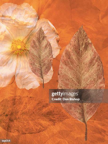 poppy & leaves - ranunculales stock illustrations