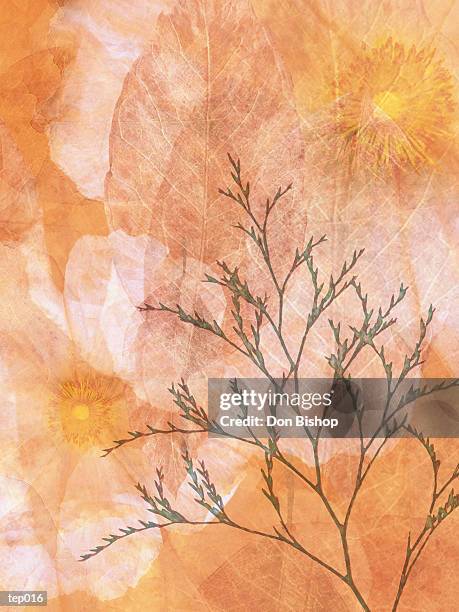 illustrations, cliparts, dessins animés et icônes de poppy & leaves - étape de végétation