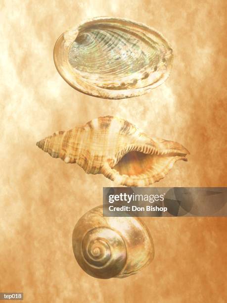 Three Shells Infographic 3 Seashells Photos and Premium High Res Pictures - Getty Images