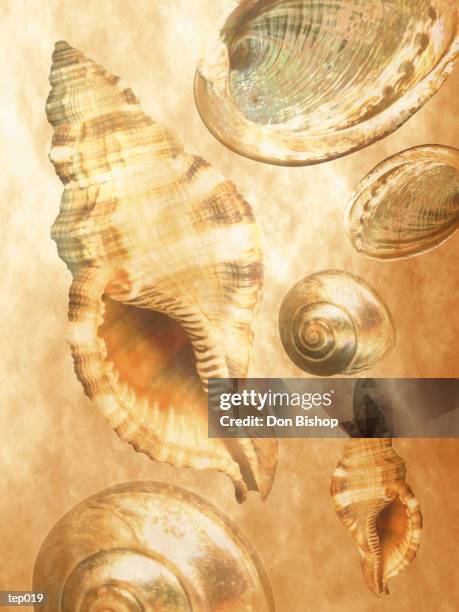 seashells - abalone shell stock illustrations