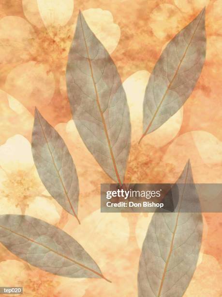 leaf & flower overlay - ranunculales stock illustrations