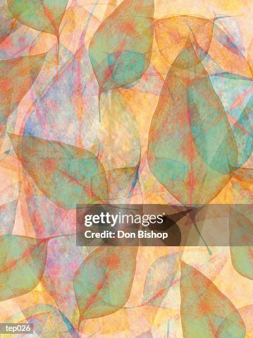 Leaf Collage Leaf Collage