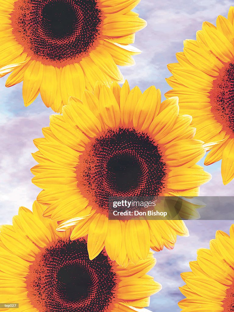 Sunflowers (Helianthus annuus)