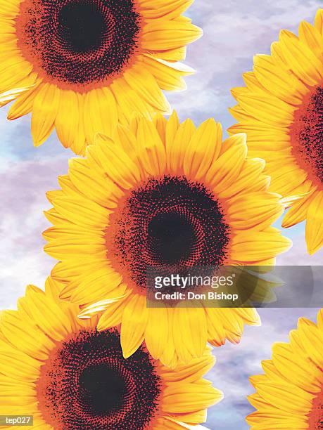 sunflowers (helianthus annuus) - temperate flower stock illustrations