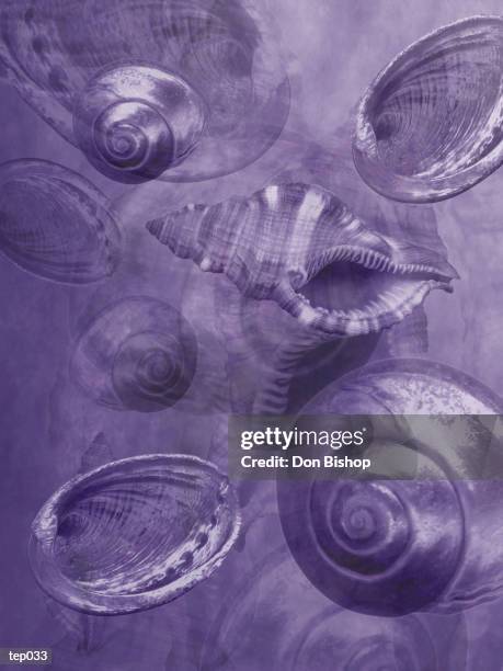 Shell Purple Texture 357 Purple Seashell Stock Photos, High-Res Pictures, and Images - Getty ...
