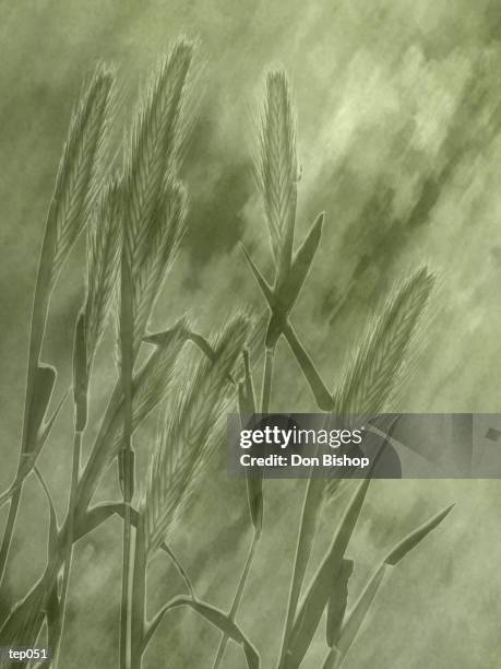 green wheat - plant environment stock illustrations