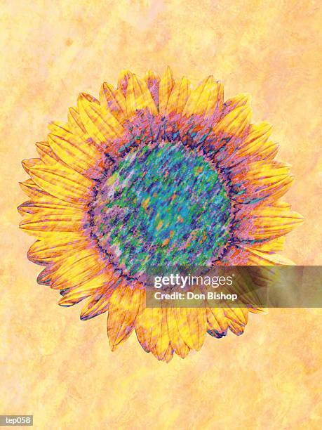 sunflower - temperate flowers stock-grafiken, -clipart, -cartoons und -symbole